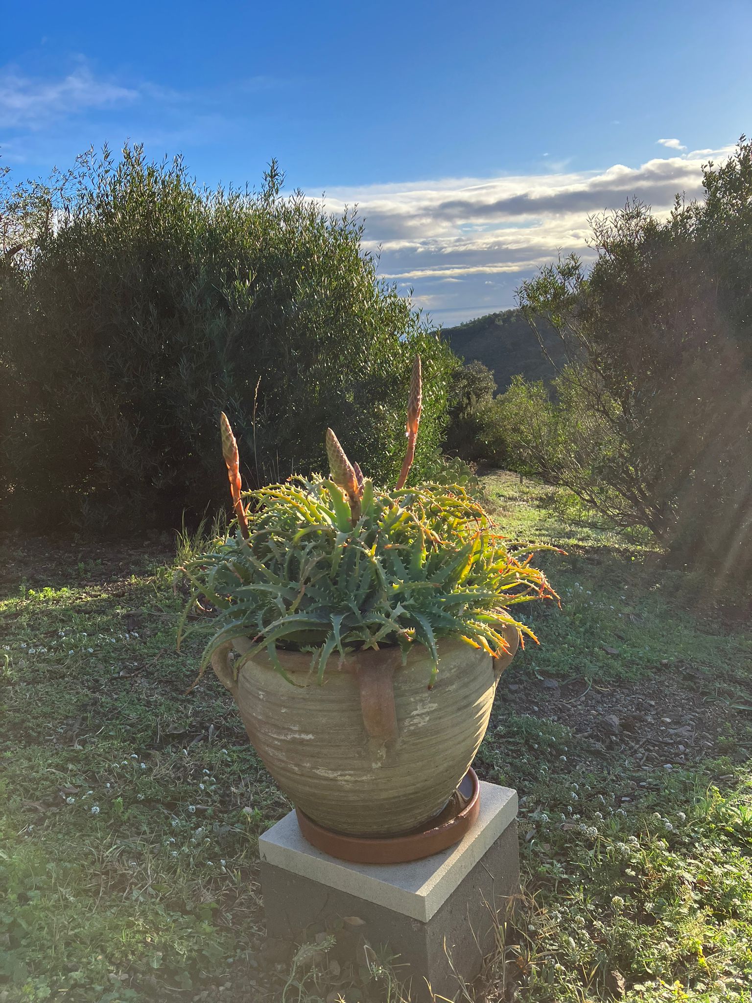 Terrasse